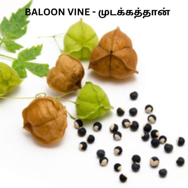 Baloon Vine Image