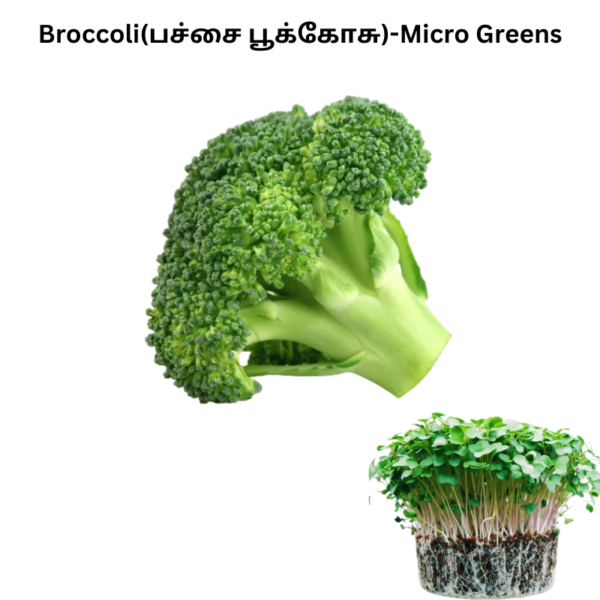 Broccoli