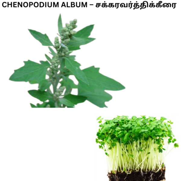 CHENOPODIUM ALBUM
