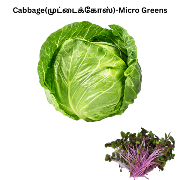 Cabbage