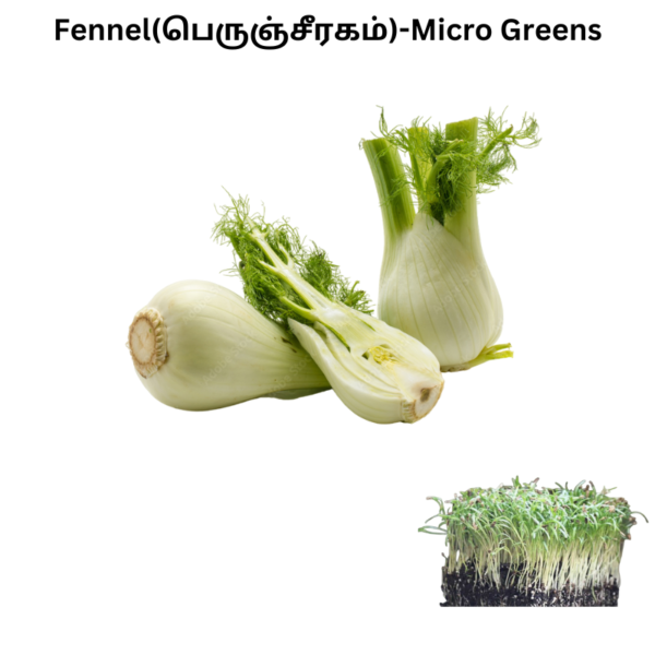 Fennel