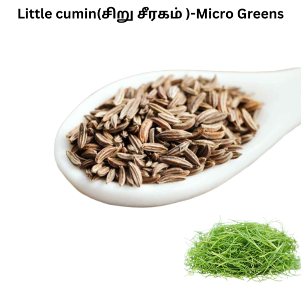 Little cumin