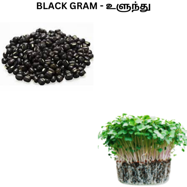 black gram