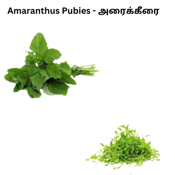 Amaranthus Pubies