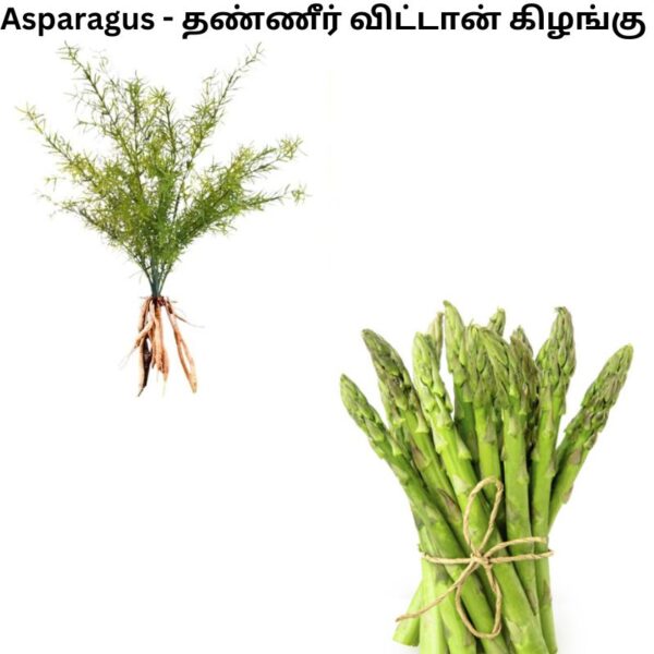 Asparagus