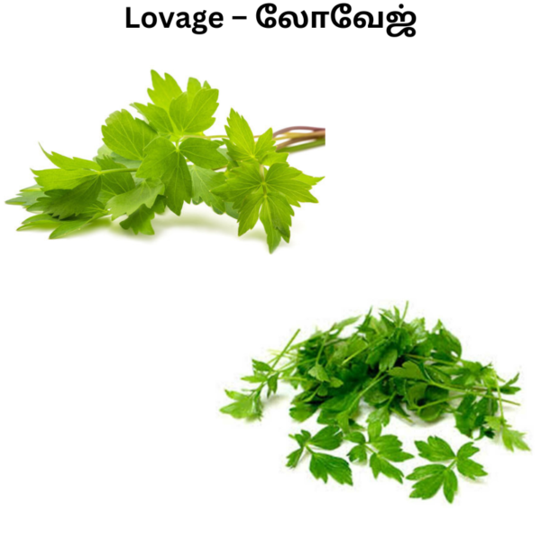 Lovage