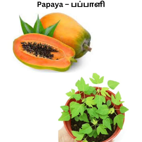 Papaya