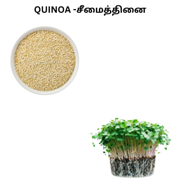 Quinoa-1