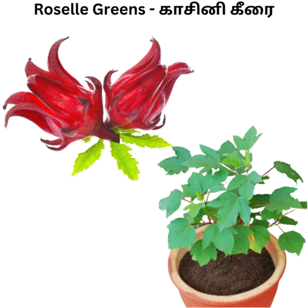 Roselle-Greens