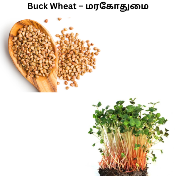 buckwheat