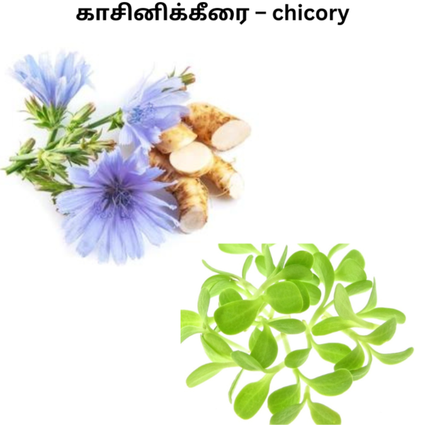 chicory