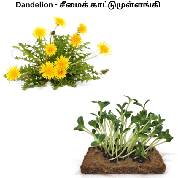 dandeliion