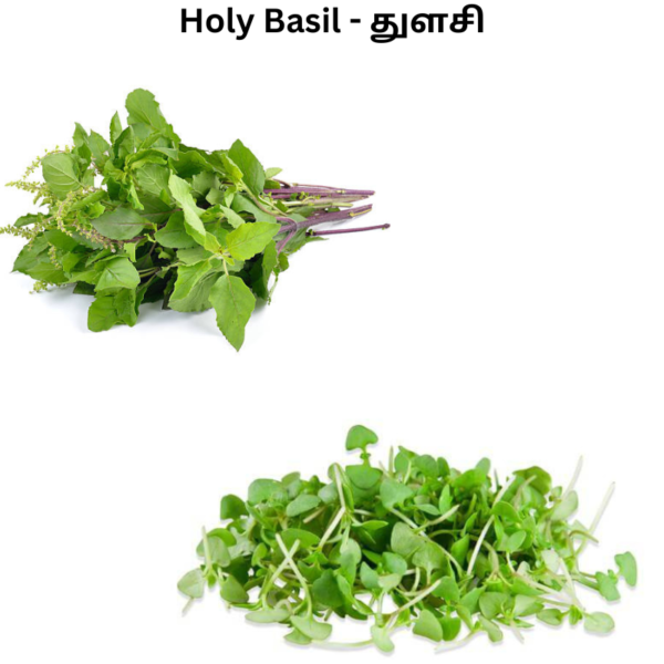 holy basil