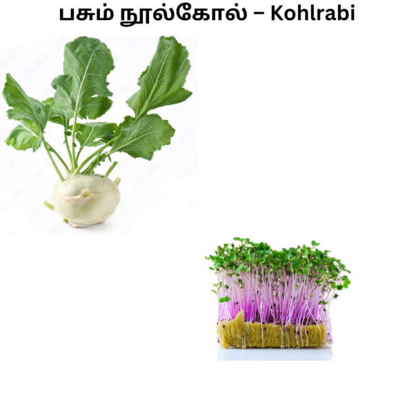 kohlrabi