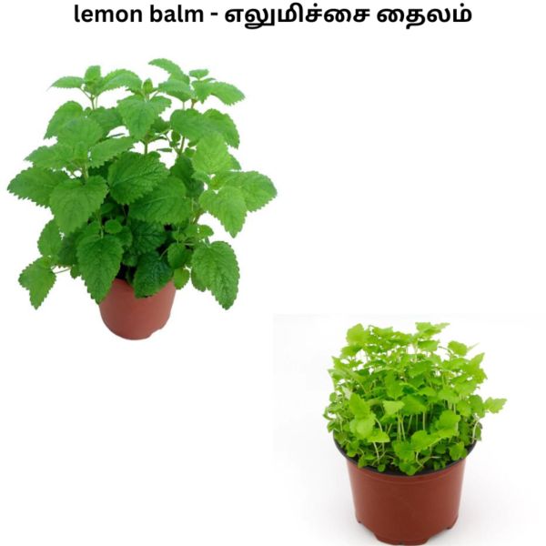 lemon balm