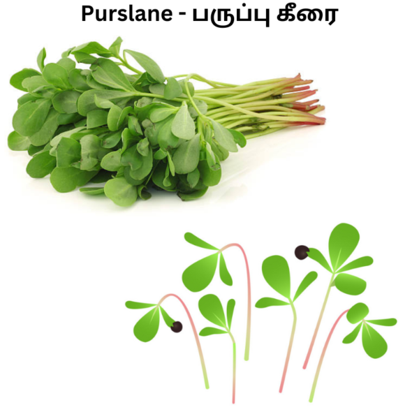 purslane